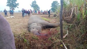 करंट की चपेट में आने से नर हाथी की गई जान Chhattisgarh Crimes