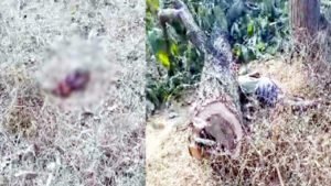 पेड़ से गिरा, सिर धड़ से हो गया अलग Chhattisgarh Crimes