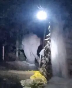 हाथी ने धान खरीदी केंद्र में मचाया उत्पात, चौकीदार और कर्मचारियों ने छुपकर बचाई जान Chhattisgarh Crimes