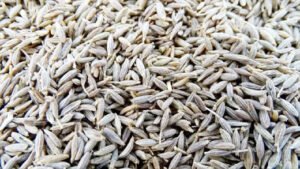 हाई कोलेस्ट्रॉल में बड़े काम की चीज है जीरा Chhattisgarh Crimes