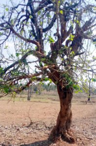 Chhattisgarh Crimes