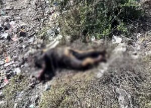 युवक की मिली अधजली लाश Chhattisgarh Crimes