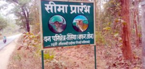 बेशकिमती सागौन का पेड़ आँधी तूफान से गिरे एक साल से ज्यादा समय लेकिन जिम्मेदारो ने नही पहुँचाया वन डिपो Chhattisgarh Crimes