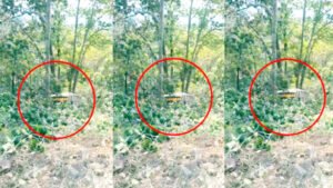 Chhattisgarh Crimes