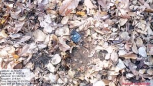 रिसगांँव जंगल में ट्रैप कैमरा को हाथी ने तोड़ा Chhattisgarh Crimes