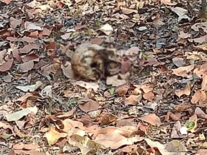 बालोद में मिला नर कंकाल का सिर; जबड़े का एक हिस्सा गायब Chhattisgarh Crimes