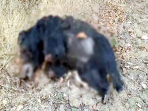 Chhattisgarh Crimes