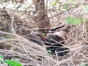 Chhattisgarh Crimes