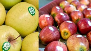 फलों के ऊपर लगे स्टीकर का मतलब जानते हैं आप? जानिए कौन से नंबर वाले फल खाने चाहिए? Chhattisgarh Crimes