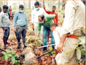 जंगल में तेंदुए का शिकार, नाखून-दांत समेत कई अंग गायब Chhattisgarh Crimes