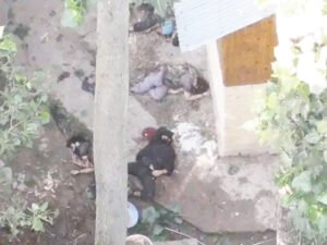 जम्मू-कश्मीर के कुलगाम में 5 आतंकी ढेर, 2 जवान शहीद Chhattisgarh Crimes