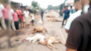 डेढ़ दर्जन गौवंश को वाहन ने रौंदा, आधे किमी सड़क हुई खून से लाल Chhattisgarh Crimes