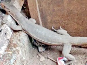 Chhattisgarh Crimes
