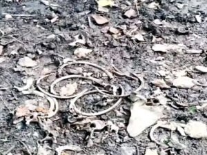 Chhattisgarh Crimes