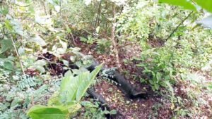 Chhattisgarh Crimes