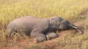 Chhattisgarh Crimes