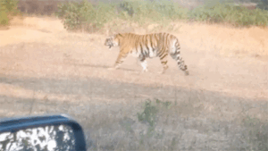 Chhattisgarh Crimes