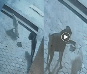 किंग कोबरा और दो डॉग के बीच भिड़ंत: कोबरा के डसने से एक डॉग की मौत, दूसरे की हालत गंभीर, घटना का सीसीटीवी फुटेज सोशल मीडिया पर हो रहा वायरल Chhattisgarh Crimes