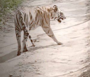 Chhattisgarh Crimes