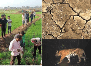 खेत में काम कर रही महिलाओं ने भागकर बचाई जान, कलेक्टर ने गांवों में जारी किया अलर्ट, ड्रोन की मदद से बाघ की तलाश में जुटी टीम Chhattisgarh Crimes