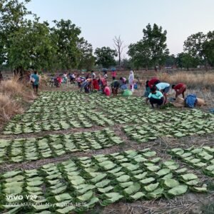 राजापडाव क्षेत्र में 6 मई से तेंदूपत्ता संग्रहण का हुआ शुरुआत Chhattisgarh Crimes