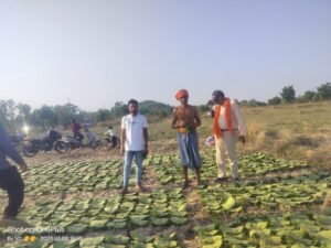 राजापडाव क्षेत्र में 6 मई से तेंदूपत्ता संग्रहण का हुआ शुरुआत Chhattisgarh Crimes