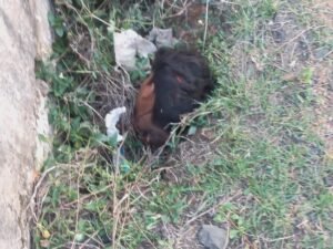 Chhattisgarh Crimes