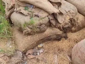 Chhattisgarh Crimes