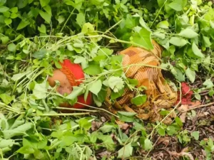 Chhattisgarh Crimes