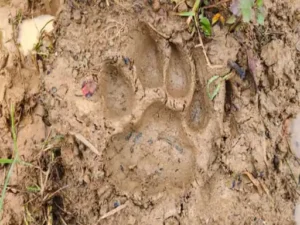 Chhattisgarh Crimes