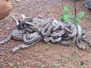 Chhattisgarh Crimes