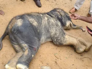 Chhattisgarh Crimes
