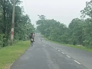 Chhattisgarh Crimes