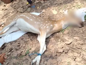 Chhattisgarh Crimes