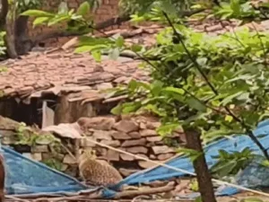 Chhattisgarh Crimes