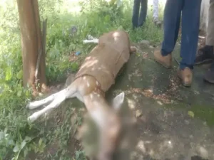Chhattisgarh Crimes