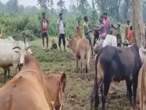 Chhattisgarh Crimes