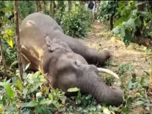 छत्तीसगढ़ के रायगढ़ जिले में एक हाथी की करंट की चपेट में आने से मौत Chhattisgarh Crimes