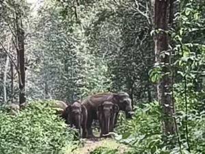 हाथी को कहा जंगल जाओ...और हाथी चले गए Chhattisgarh Crimes