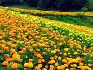 रायगढ़ के गेंदा फूल की प्रदेशभर में डिमांड Chhattisgarh Crimes