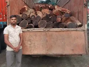छत्तीसगढ़ के रायगढ़ में एक बार फिर वन विभाग की टीम ने अवैध लकड़ी की खेप पकड़ी Chhattisgarh Crimes