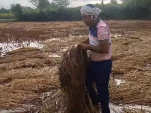 बारिश से कटी फसल बर्बाद देख गिर पड़ा किसान Chhattisgarh Crimes
