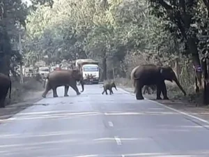 छत्तीसगढ़ के रायगढ़ जिले में हाथियों ने किसानों की फसल को भारी नुकसान पहुंचाया Chhattisgarh Crimes