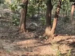 मरवाही वनमंडल के दानीकुंडी गांव में एक सियार के सिर में प्लास्टिक का डिब्बा फंस गया Chhattisgarh Crimes