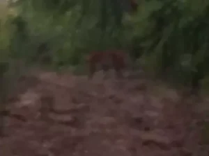 बिलासपुर के अचानकमार टाइगर रिजर्व एरिया (ATR) में पर्यटकों को सोमवार बाघ नजर आया Chhattisgarh Crimes