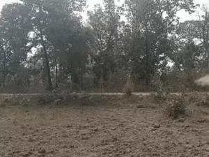 छत्तीसगढ़-तेलंगाना बॉर्डर पर 2 नक्सली मारे गए. Chhattisgarh Crimes