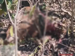 छत्तीसगढ़ के अचानकमार टाइगर रिजर्व से लगे वन विकास निगम ग्रामीण इलाकों के जंगल में बाघिन और उसके दो शावकों के घूमने से लोग दहशत में Chhattisgarh Crimes