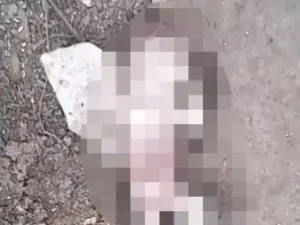 छत्तीसगढ़ के दुर्ग जिला अस्पताल के मातृत्व-शिशु विभाग के पीछे नाली में एक नवजात बच्चे का शव मिला Chhattisgarh Crimes