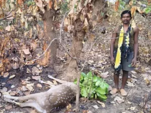 पेंड्रा वन परिक्षेत्र के अमारु बीट में चीतल (हिरण) के अवैध शिकार की घटना सामने आई Chhattisgarh Crimes