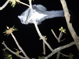 अब टाइगर रिज़र्व के दुर्लभ वन्यप्राणी रोकेंगे ग्रामीणों का पलायन, ग्राम-मुखिया बनेंगे ईको पर्यटन के गुडविल एम्बेसडर Chhattisgarh Crimes